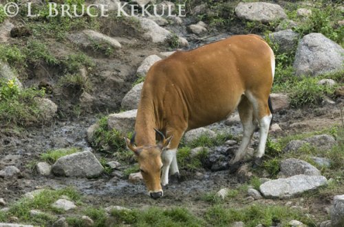 Rare white-spotted banteng cow in Huai Kha Khaeng