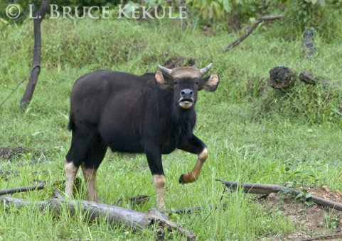 Young gaur bull in Khlong Saeng