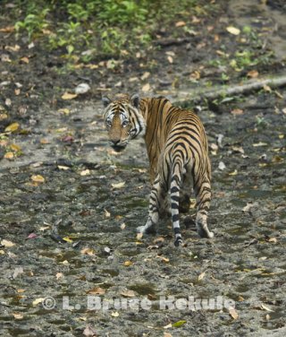 indochinese-tiger