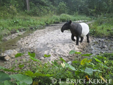 Asian Tapir in Huai Kha Khaeng Wildlife Sanctuary