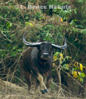Wild water buffalo cow charging