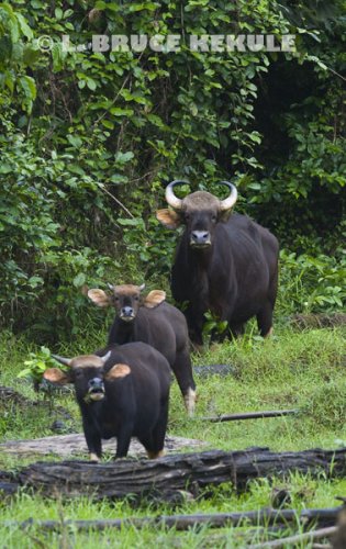 Gaur-cow-calves