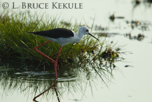 Black-winged stilt
