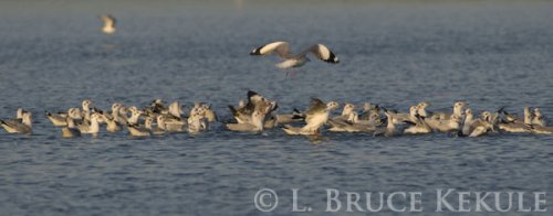 Brown seagulls