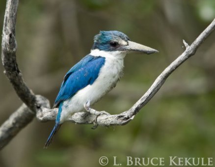 Collared kingfisher