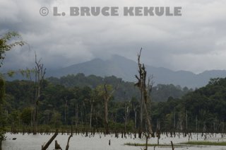 Khlong-Saeng-flooded-forest