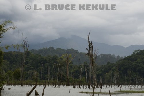 Khlong-Saeng-flooded-forest