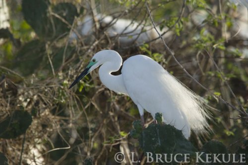 Great egret