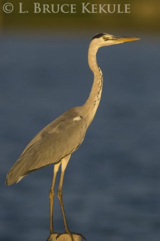 Grey heron