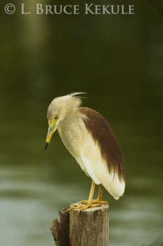 Indian pond-heron