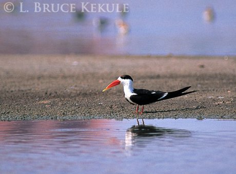 Indian skimmer