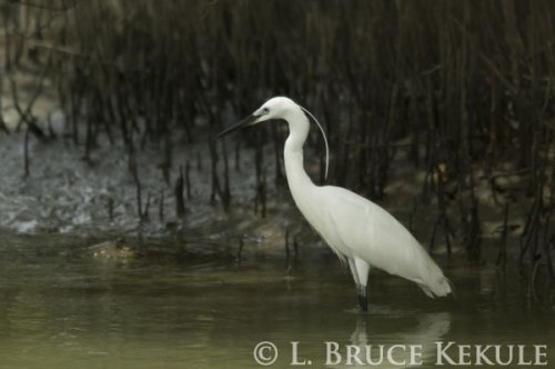 Little egret
