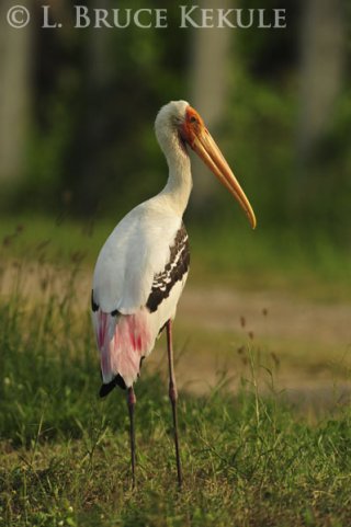 Painted stork