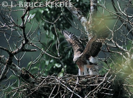 Lesser fish-eagle