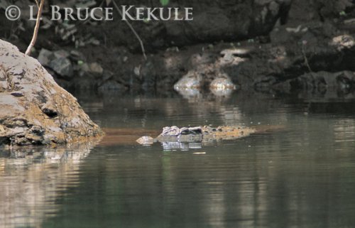 Siamese Crocodile