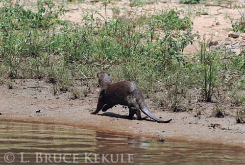 Smooth-coated otter