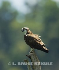 Osprey