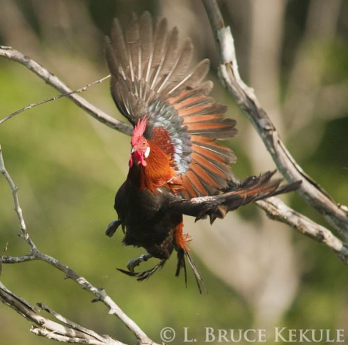 Jungle fowl flying in Khao Ang Rue Nai WS