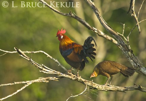 Jungle fowl in Khao Ang Rue Nai WS