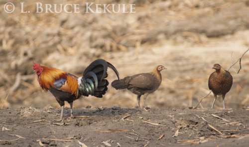 Western red jungle fowl