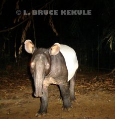 Asian-tapir                             