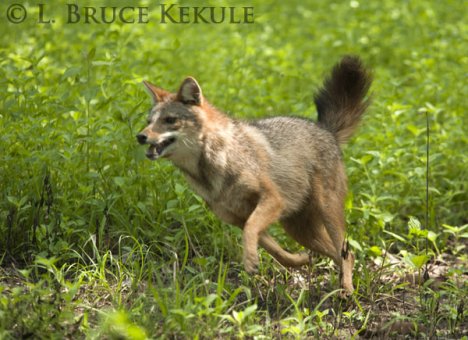 Asiatic jackal on the run in Huai Kha Khaeng