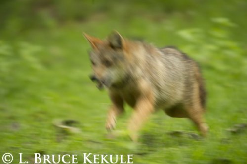 Asiatic jackal on the run in Huai Kha Khaeng