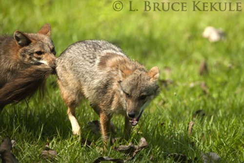 Asiatic jackals in Huai Kha Khaeng