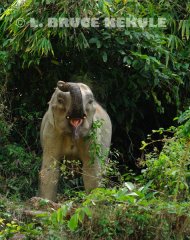 Young-tusker
