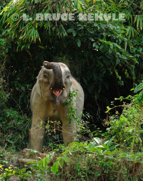 Young-tusker