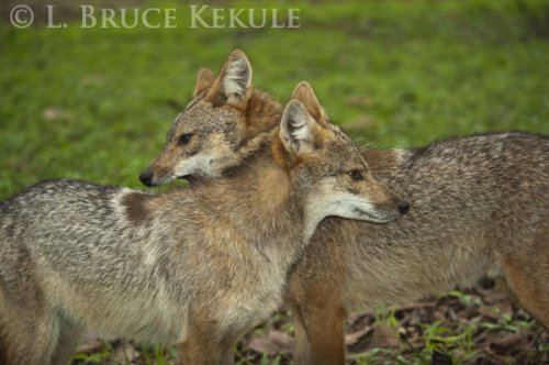 Asiatic jackals in Huai Kha Khaeng