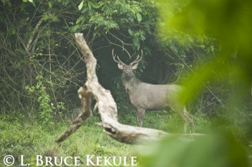 Sambar stag in Huai Kha Khaeng