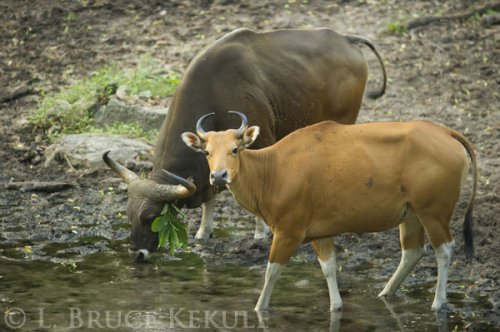 Banteng bull and cow in Huai Kha Khaeng