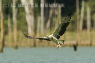 White-bellied-sea-eagle