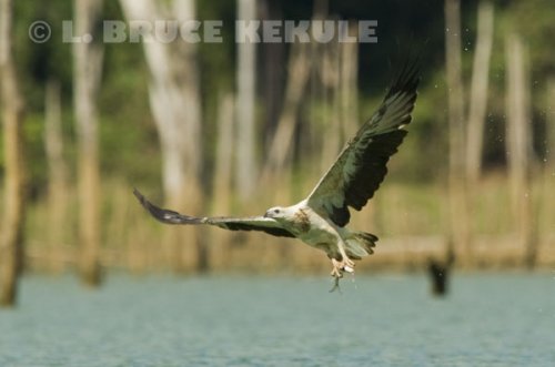 White-bellied-sea-eagle