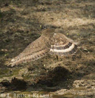 Crested serpent-eagle in Huai Kha Khaeng