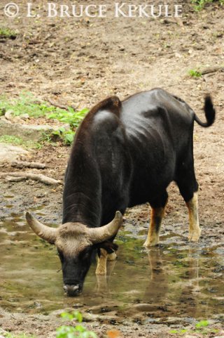 Gaur bull in Huai Kha Khaeng