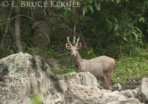 Sambar stag in Huai Kha Khaeng