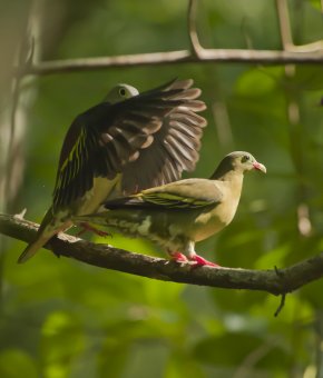 Thick-billed pigeons in Huai Kha kHaeng