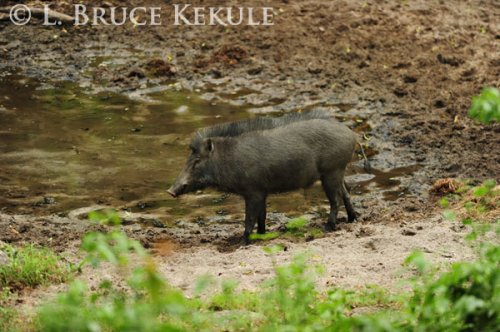 Wild pig in Huai Kha Khaeng