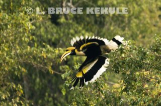 Great-hornbill