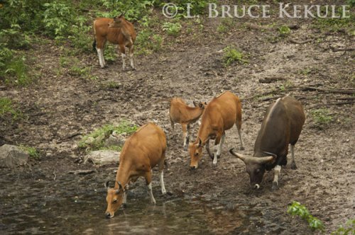 Banteng herd in Huai Kha Khaeng