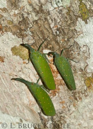 Lantern bugs in Huai Kha Khaeng
