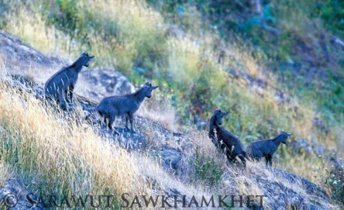 Goral herd in Doi Inthanon