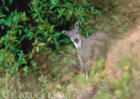 Goral kid in Doi Inthanon