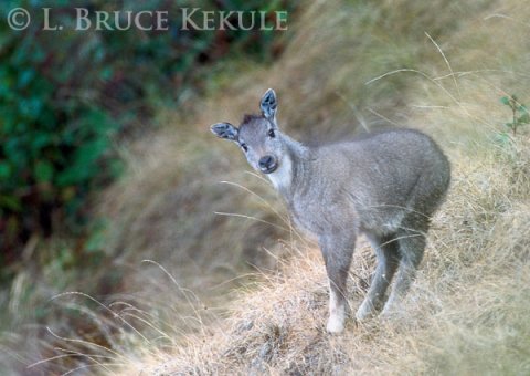 Kid goral in Doi Inthanon