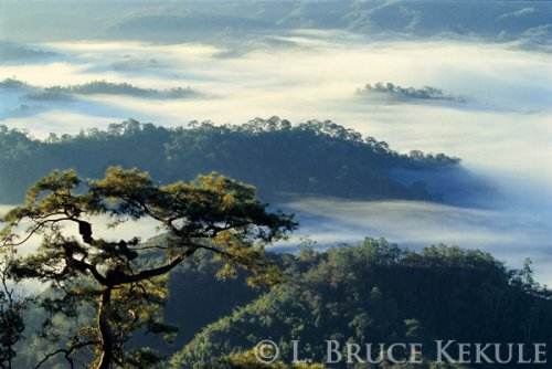 Mae Lao-Mae Sae Widlife Sanctuary