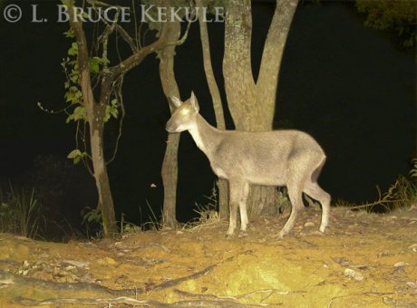 Male goral in Mae Lao-Mae Sae Widlife Sanctuary