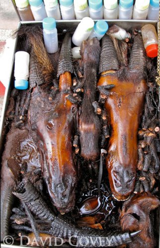 Serow heads in oil