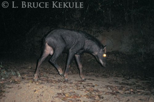 Serow in Kaeng Krachan National Park